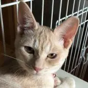 aiの画像