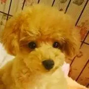 ★ちゃま★の画像