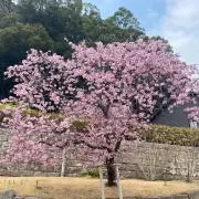 ちゃーの画像