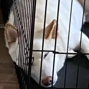 jinjinの画像