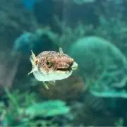 しろ