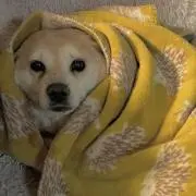 お芋の画像