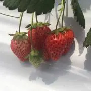 まっちゃの画像