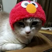 椿の画像