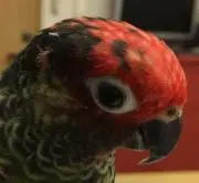 okameinuの画像