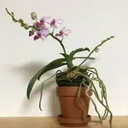 ウッチー