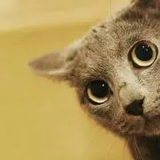Fuchiの画像