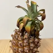 ちやりの画像