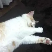 しろの画像