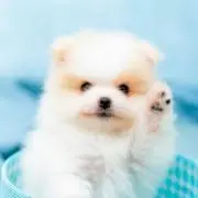 ホシの画像