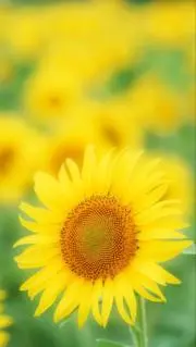 ねむ✮の画像