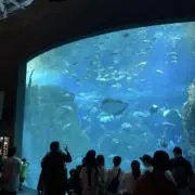 あおいの画像