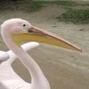 じょにー