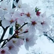 KK♡の画像