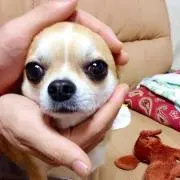 薔薇男