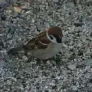 すずめの画像
