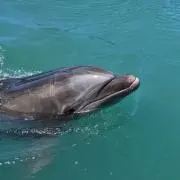 たっつーの画像