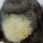 ルルの画像
