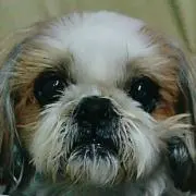 ポピポピの画像