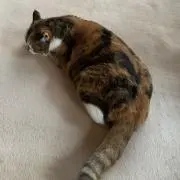 レム