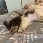 キャミ