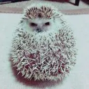 あいちゃん