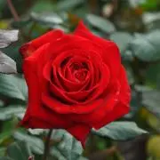 Rose_Rosaの画像
