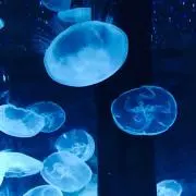 Miii★の画像