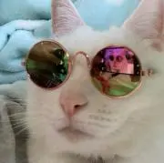 ねこ プロフ必読の画像