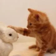 ユリ
