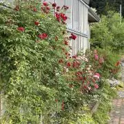 ケイの画像