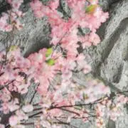 naの画像