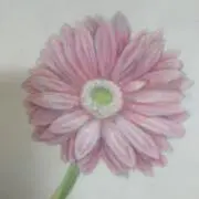 玉姫の画像