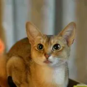 ネコママの画像
