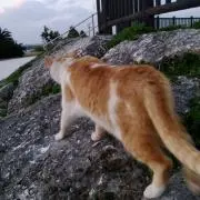 リコの画像