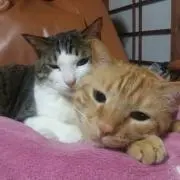 みみまるの画像