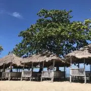 タイキの画像