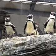 たっきーPPの画像