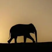 はる