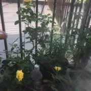 ミヤサリア