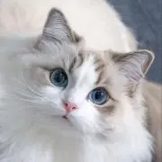 パピコの画像