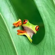 トロトロトトロ