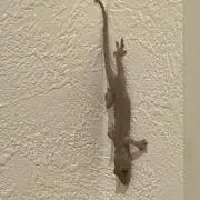 ( ˊ̱˂˃ˋ̱ )ゆ