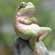ラム　即購入okの画像