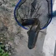 だいこん