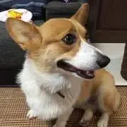 パプパプママ プロフ必読の画像