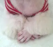 パンダの画像