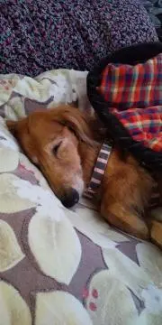 萌子の画像