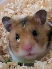 こっちやん