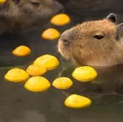 カピバラ大好きの画像